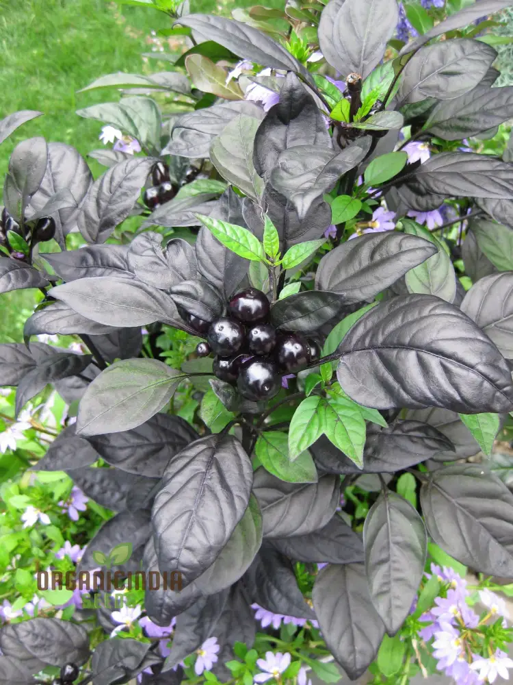 Black Pearl Hot Pepper Seeds - Exotic Variety for Planting and Culinary Delights - Image 3