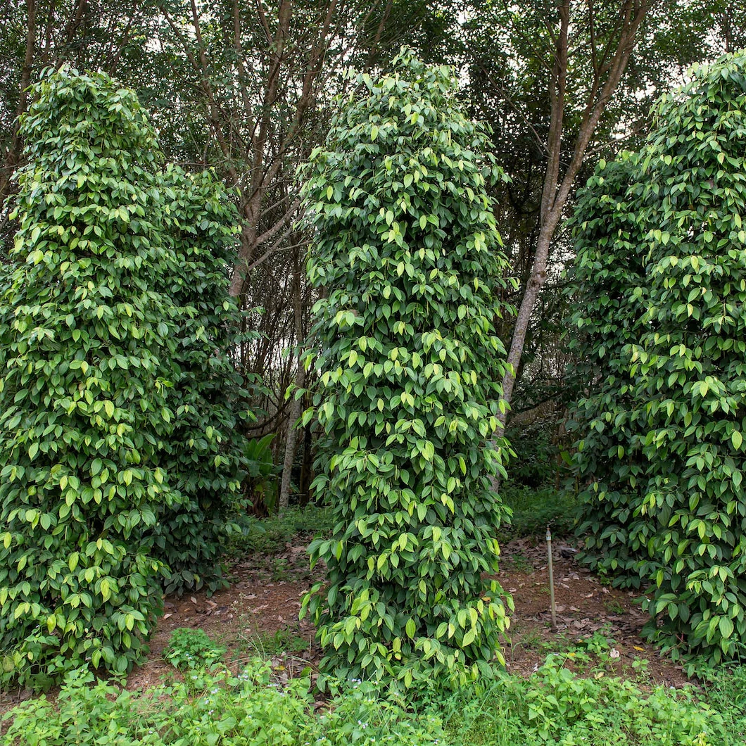 Black Peppercorn Vine Seeds – Premium Piper Nigrum Seeds for Spice Gardens & Home Growing - Image 3