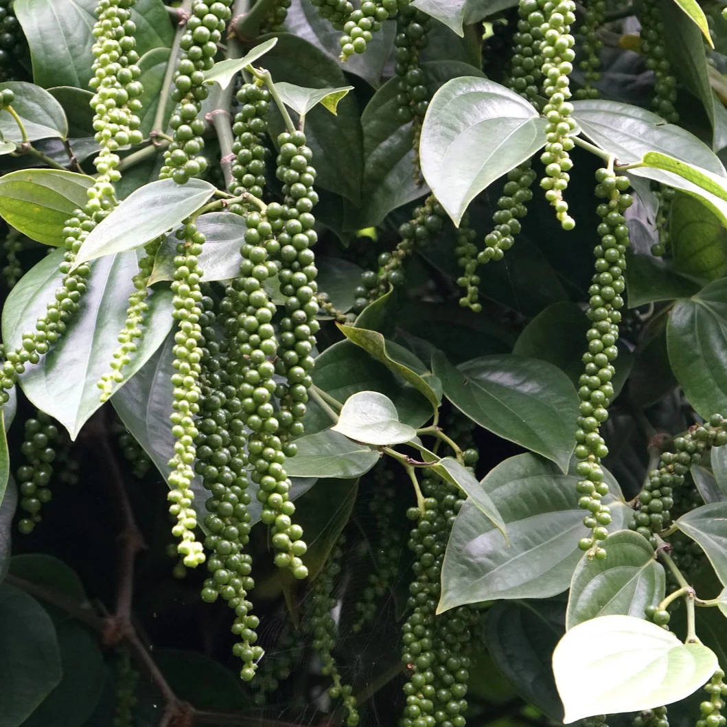 Black Peppercorn Vine Seeds – Premium Piper Nigrum Seeds for Spice Gardens & Home Growing - Image 4