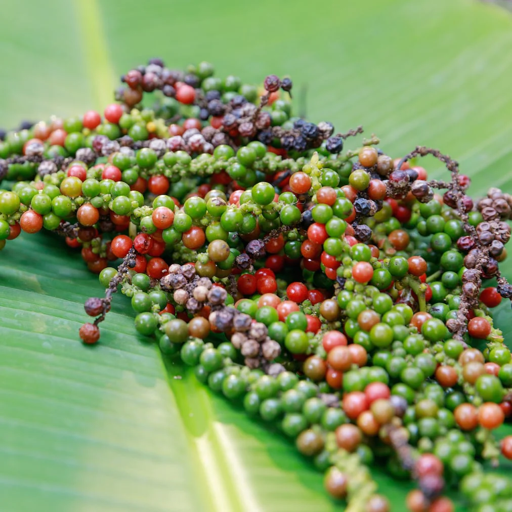 Black Peppercorn Vine Seeds – Premium Piper Nigrum Seeds for Spice Gardens & Home Growing - Image 5