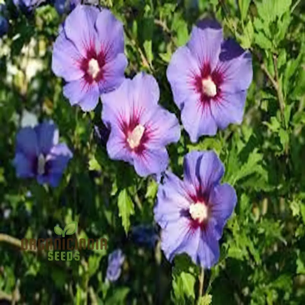 Pink Purple Hibiscus Seeds – Perennial Tropical Giant Blooms