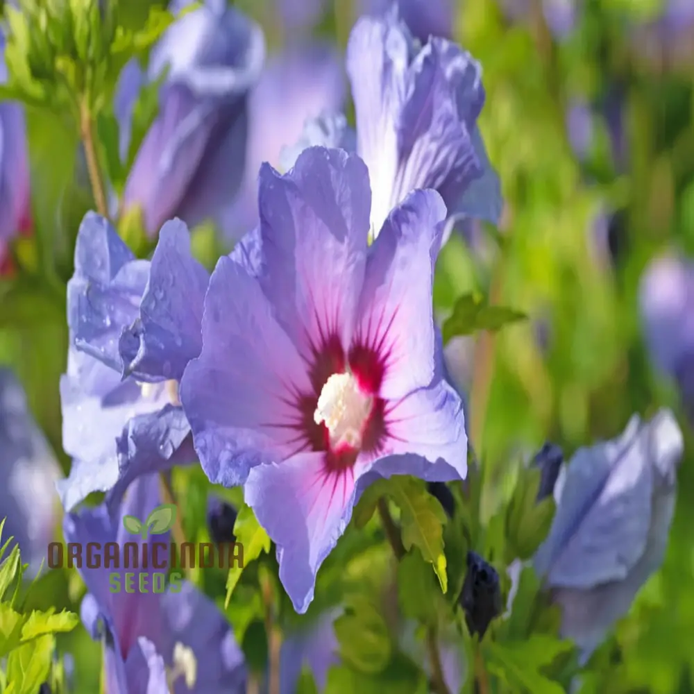 Pink Purple Hibiscus Seeds – Perennial Tropical Giant Blooms - Image 3