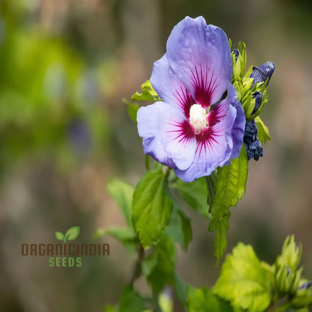 Pink Purple Hibiscus Seeds – Perennial Tropical Giant Blooms - Image 4