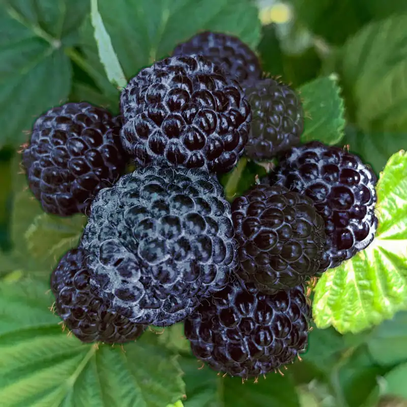 Black Raspberry Fruit Seeds