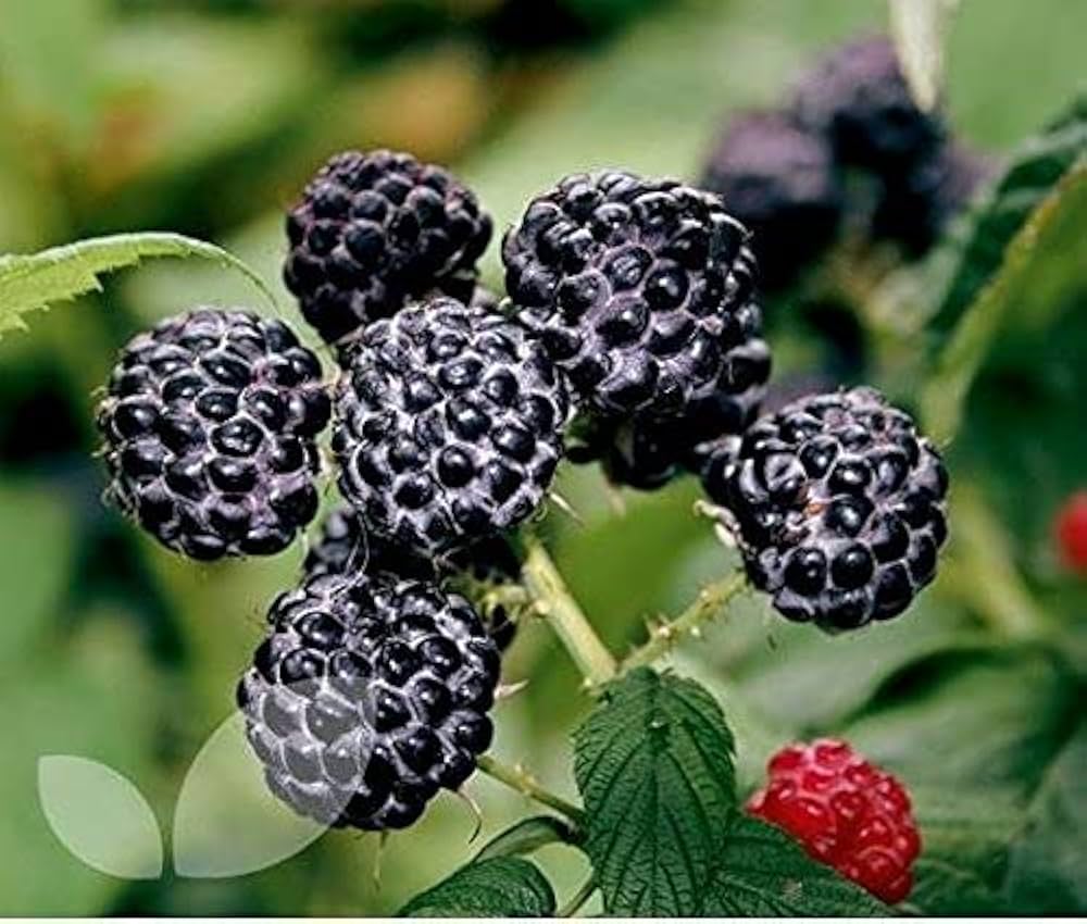 Black Raspberry Fruit Seeds - Image 4