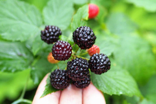 Black Raspberry Fruit Seeds - Image 5