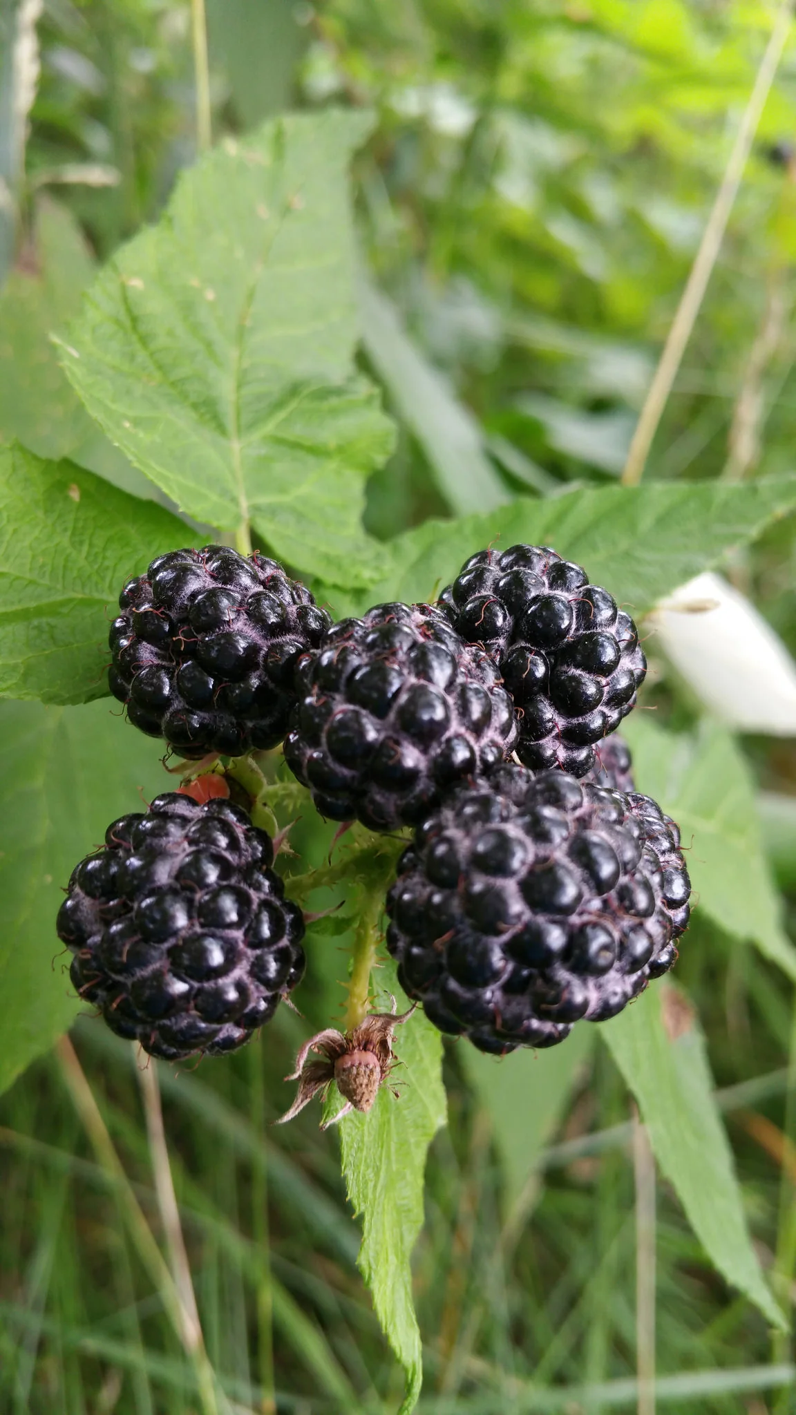 Black Raspberry Fruit Seeds - Image 6