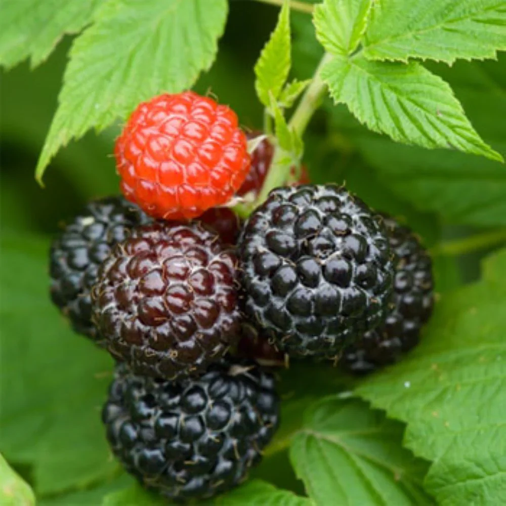 Black Raspberry (Rubus occidentalis) – Seeds - Image 3