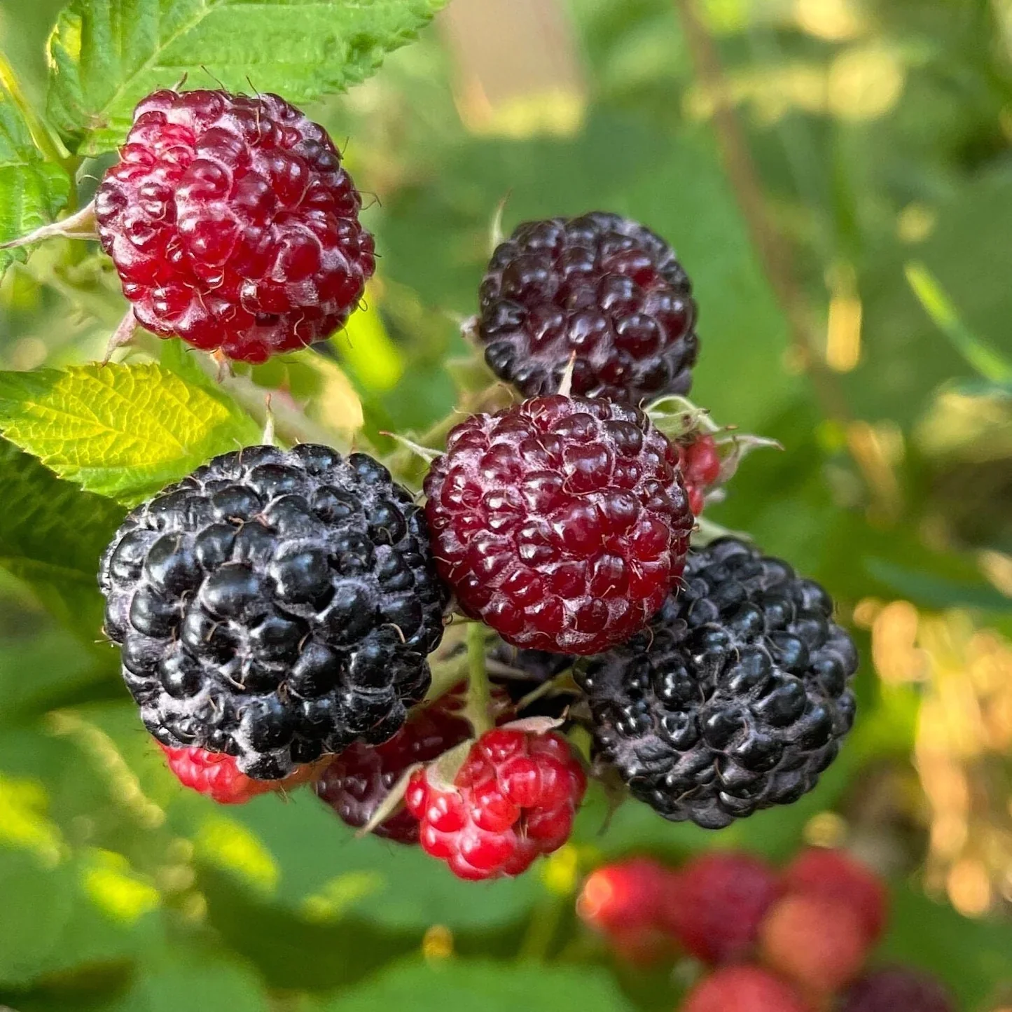 Black Raspberry (Rubus occidentalis) – Seeds - Image 4