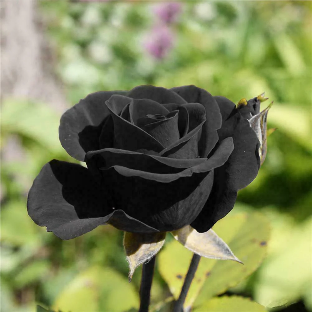 Black Rose Seeds – Dark Blooming Garden Rose for Outdoor Planting