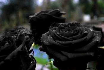 Black Rose Seeds – Dark Blooming Garden Rose for Outdoor Planting - Image 3
