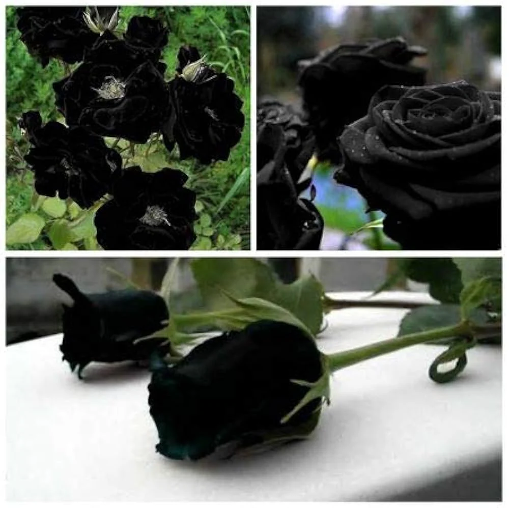 Black Rose Seeds – Dark Blooming Garden Rose for Outdoor Planting - Image 4