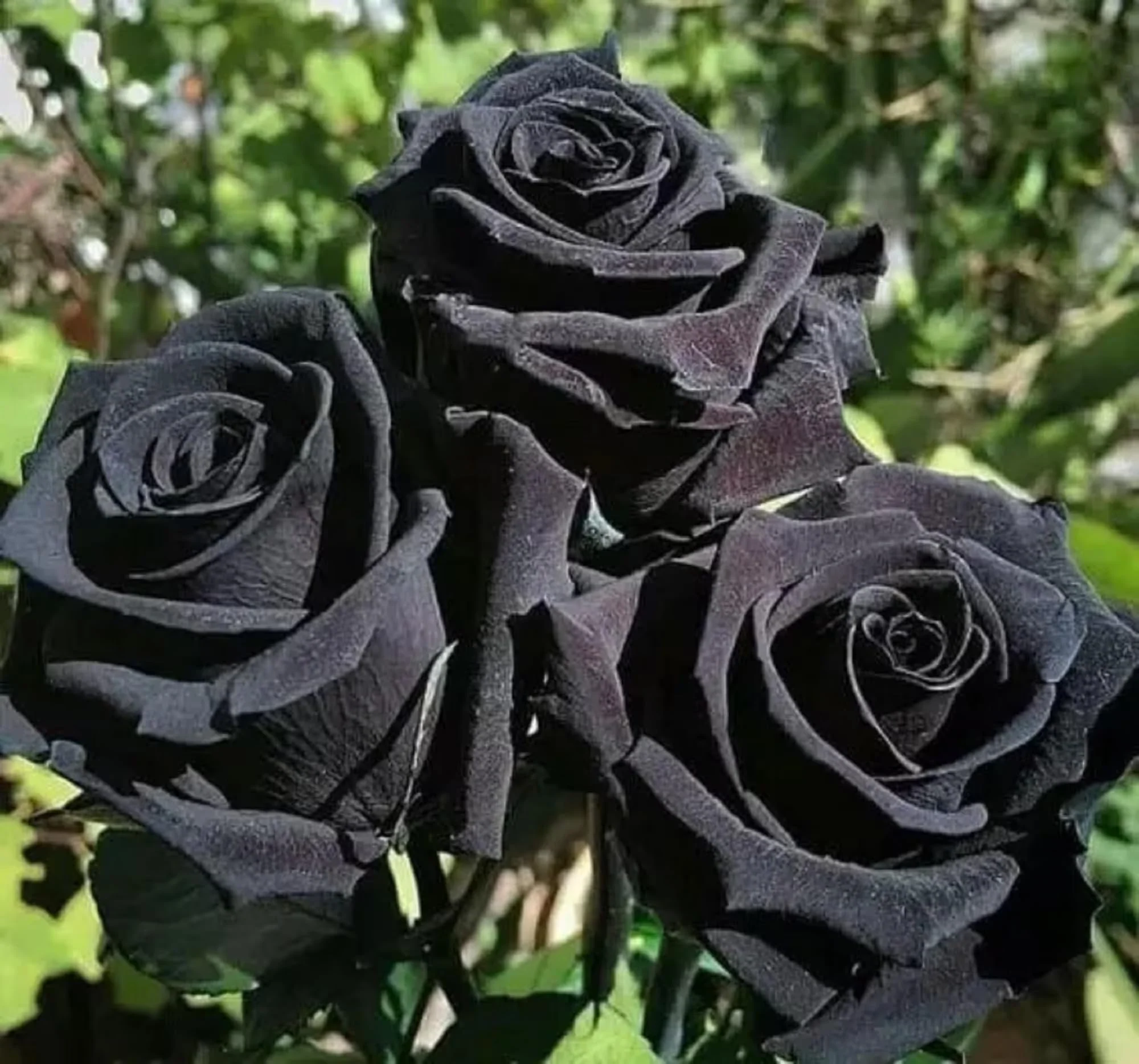 Black Rose Seeds – Dark Blooming Garden Rose for Outdoor Planting - Image 5