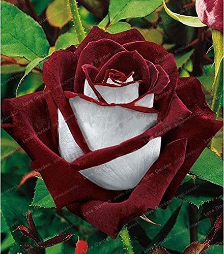 Black Rose Seeds – Red-Edged Unique Garden Blooms - Image 5