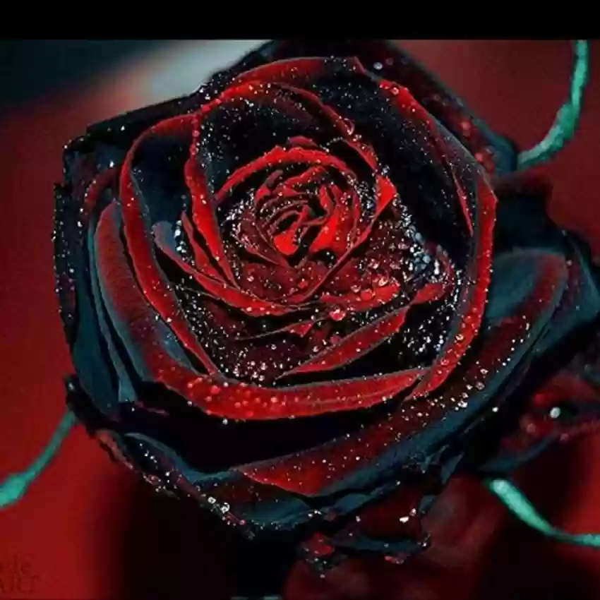 Black Rose with Red Edge Flower Seeds for Planting - 100 pcs