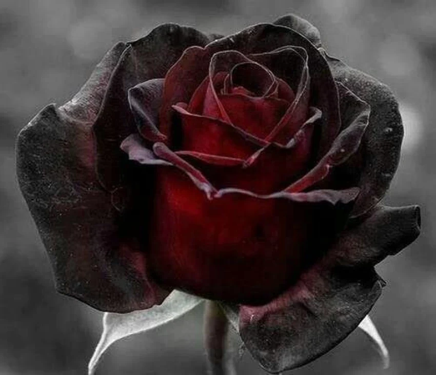 Black Rose with Red Edge Flower Seeds for Planting - 100 pcs - Image 3