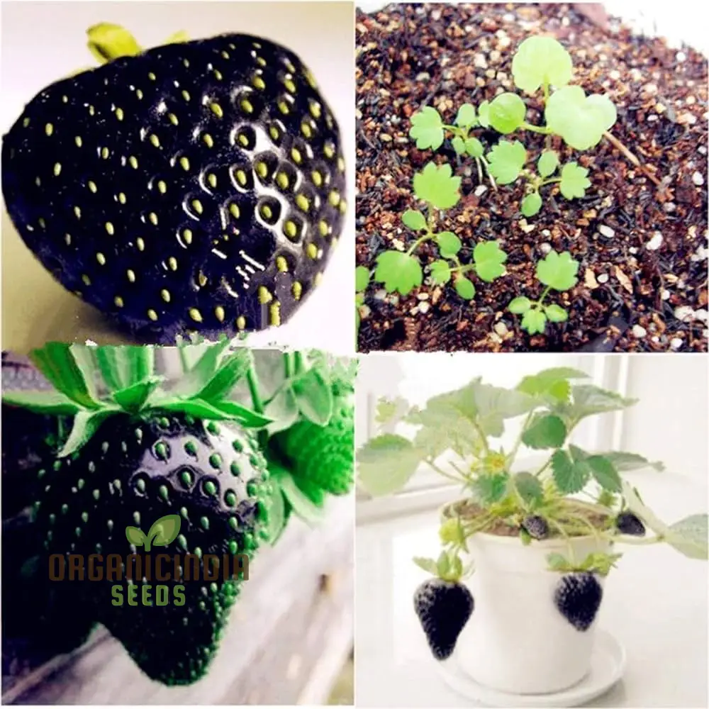 Black Strawberry Seeds For Planting Premium Gardening Delight Cultivate Unique, Juicy Harvests with Our Exclusive Seeds