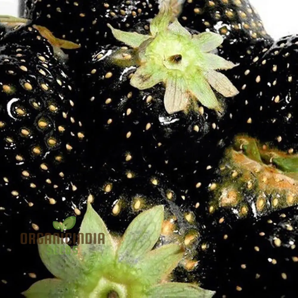 Black Strawberry Seeds For Planting Premium Gardening Delight Cultivate Unique, Juicy Harvests with Our Exclusive Seeds - Image 3