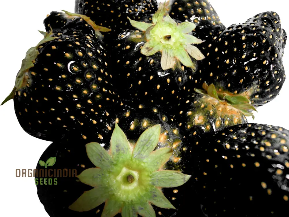 Black Strawberry Seeds For Planting Premium Gardening Delight Cultivate Unique, Juicy Harvests with Our Exclusive Seeds - Image 4