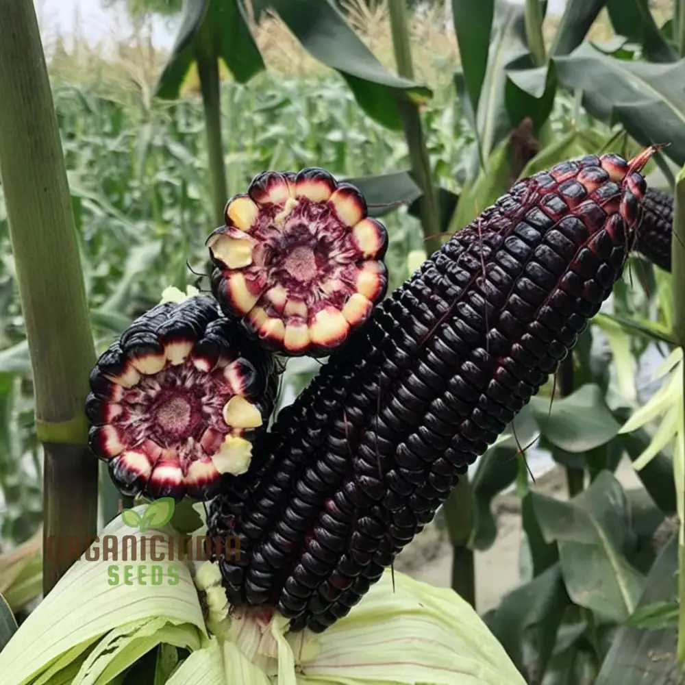 Exquisite Black Sweet Corn Seeds, Planting Seeds for Delectable Sweet Corn Harvests
