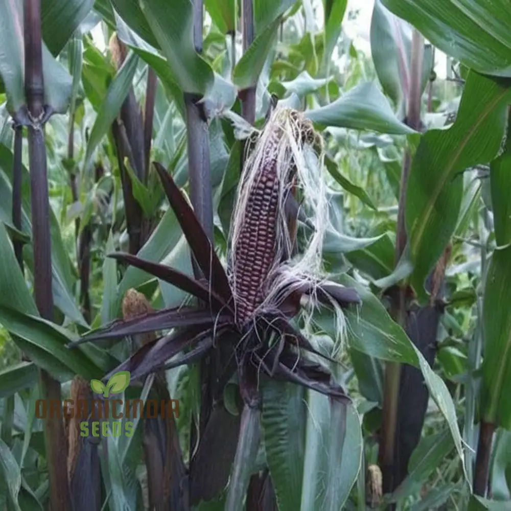 Exquisite Black Sweet Corn Seeds, Planting Seeds for Delectable Sweet Corn Harvests - Image 3