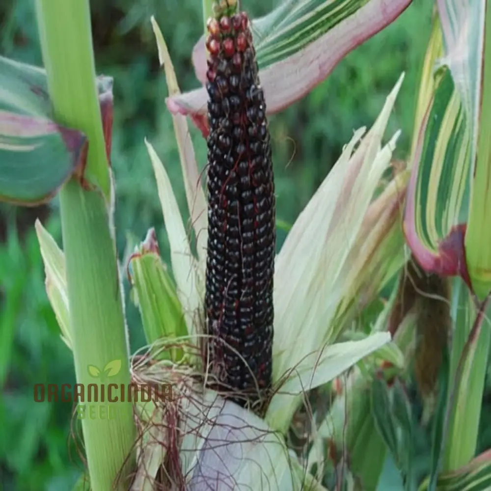 Exquisite Black Sweet Corn Seeds, Planting Seeds for Delectable Sweet Corn Harvests - Image 4