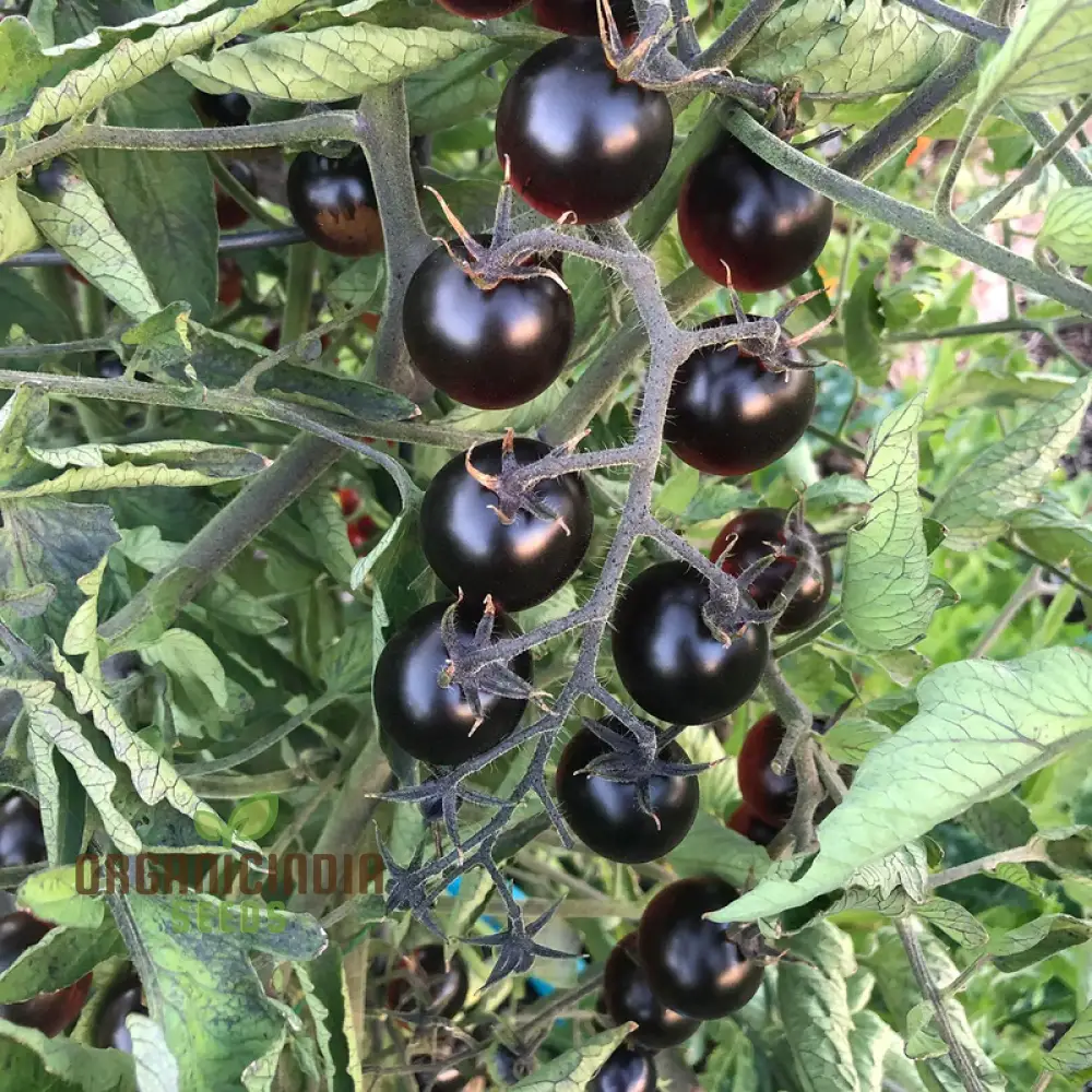 Black Tomato Vegetable Seeds, Rich and Flavorful Heirloom Varieties Garden, Easy-to-Grow Seeds - Image 3