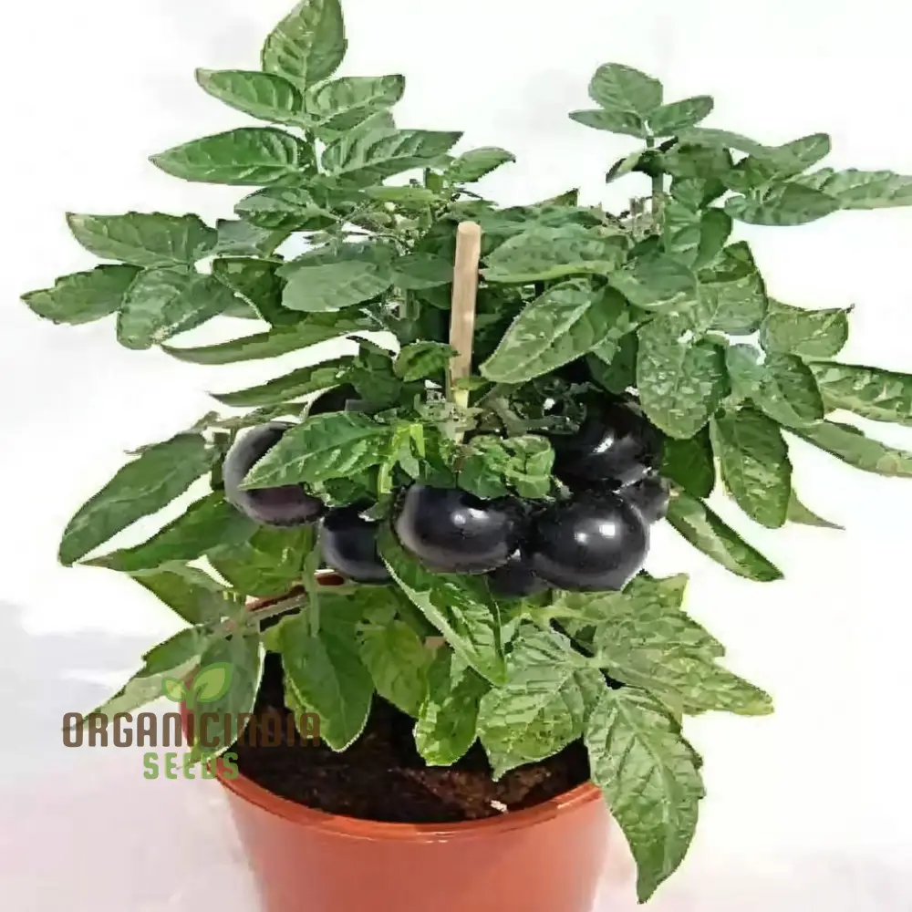 Black Tomato Vegetable Seeds, Rich and Flavorful Heirloom Varieties Garden, Easy-to-Grow Seeds - Image 4
