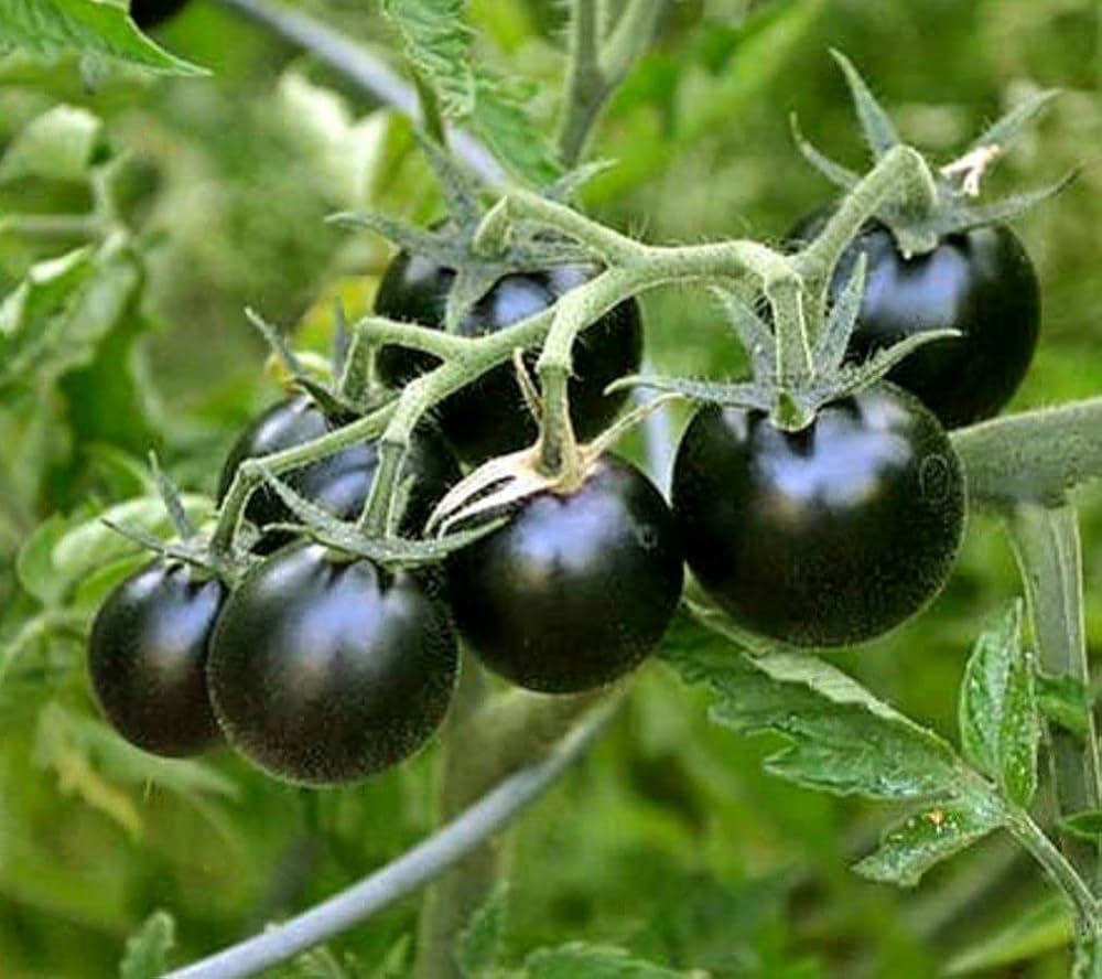 Black Tomato Vegetable Seeds, Rich and Flavorful Heirloom Varieties Garden, Easy-to-Grow Seeds - Image 5