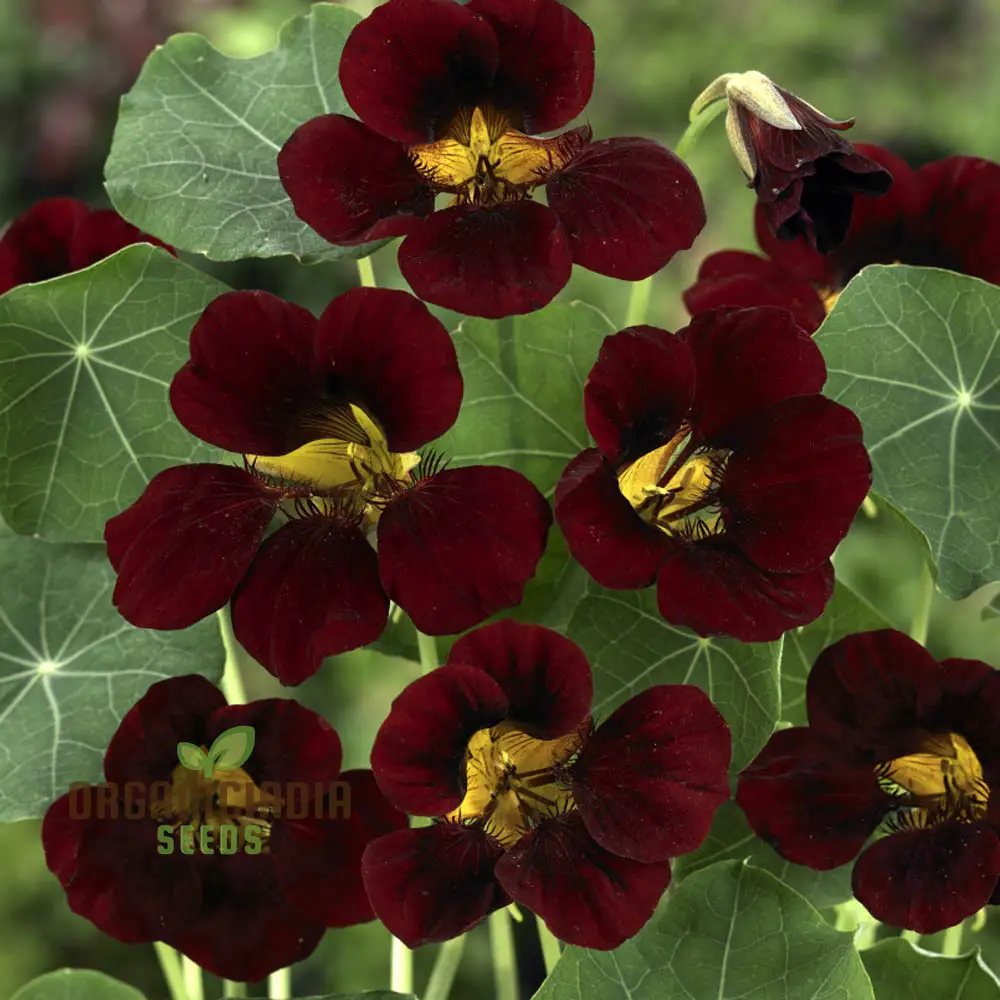 Black Velvet Nasturtium Seeds – Dark Bloom Variety for Garden Planting