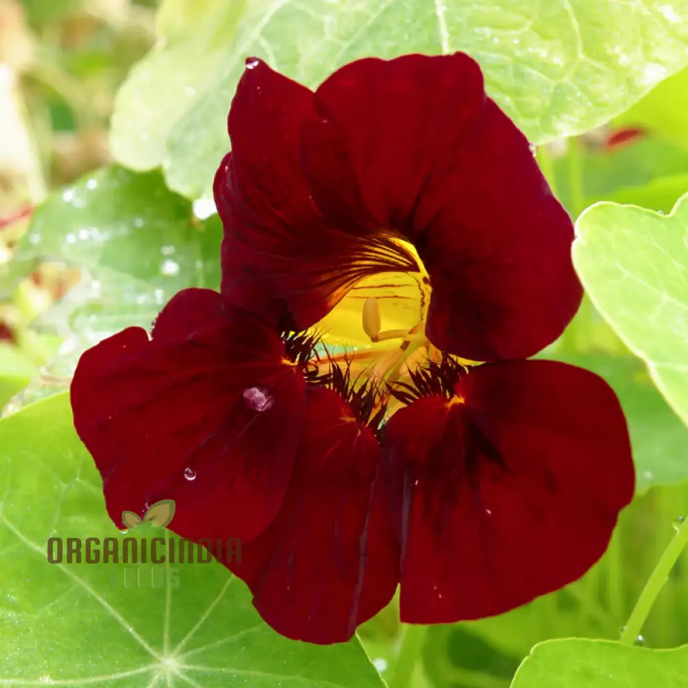 Black Velvet Nasturtium Seeds – Dark Bloom Variety for Garden Planting - Image 3