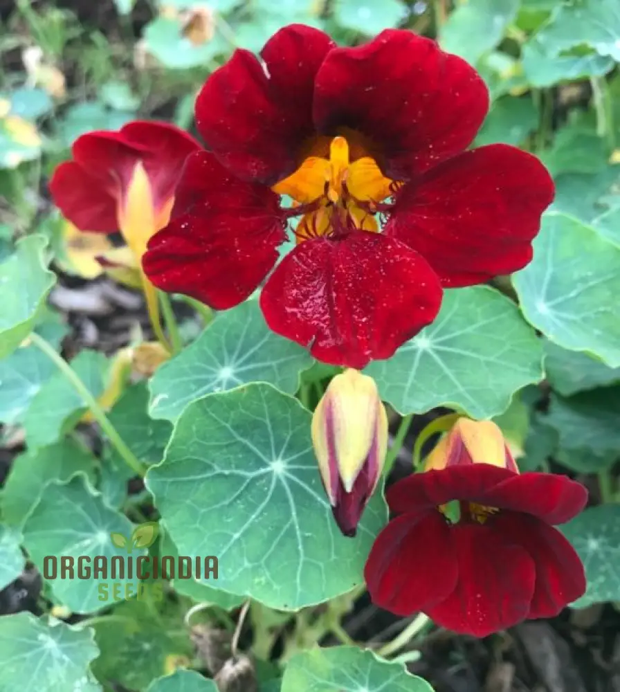 Black Velvet Nasturtium Seeds – Dark Bloom Variety for Garden Planting - Image 4