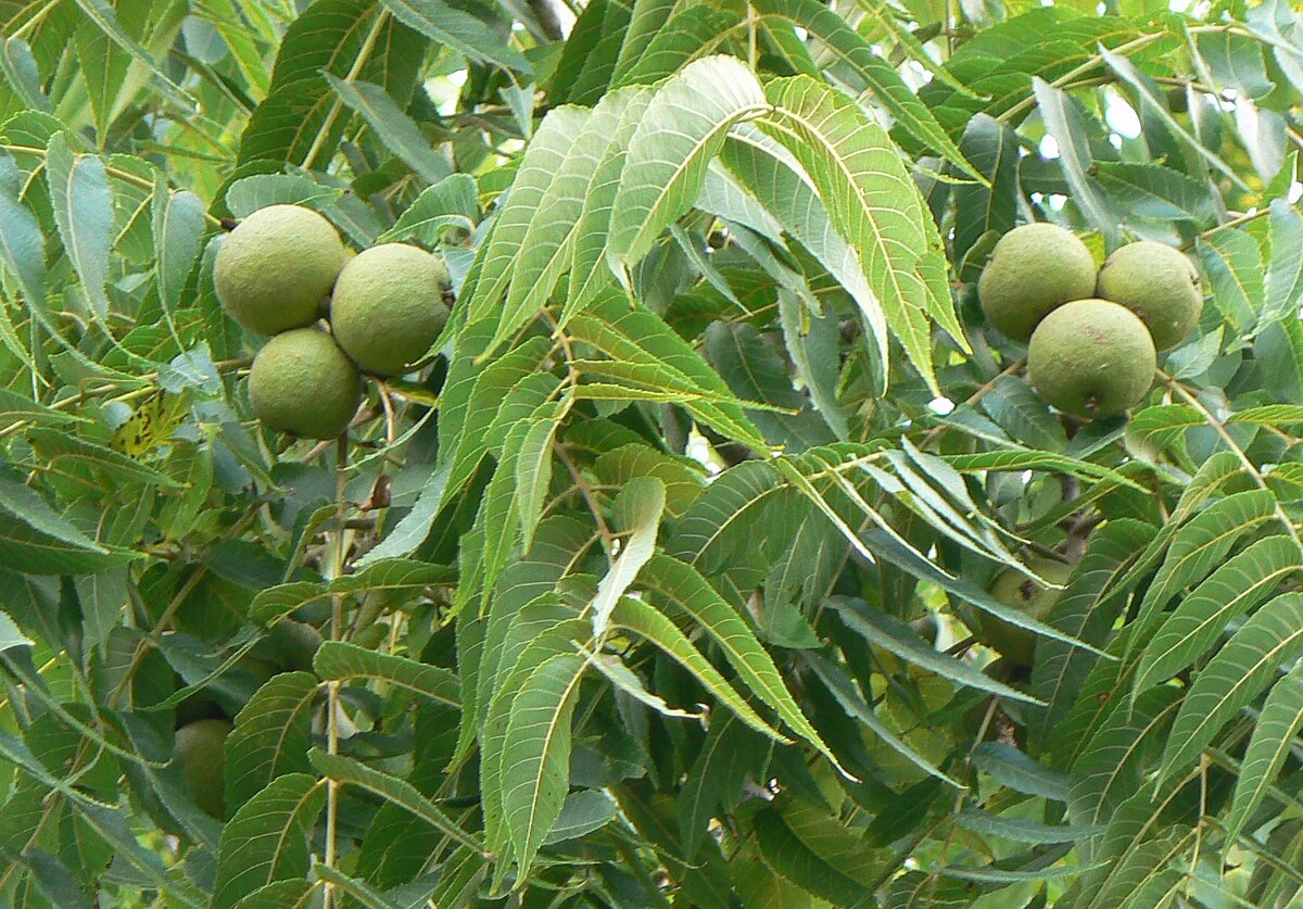 Black Walnut Tree (Juglans nigra) – Seeds - Image 3