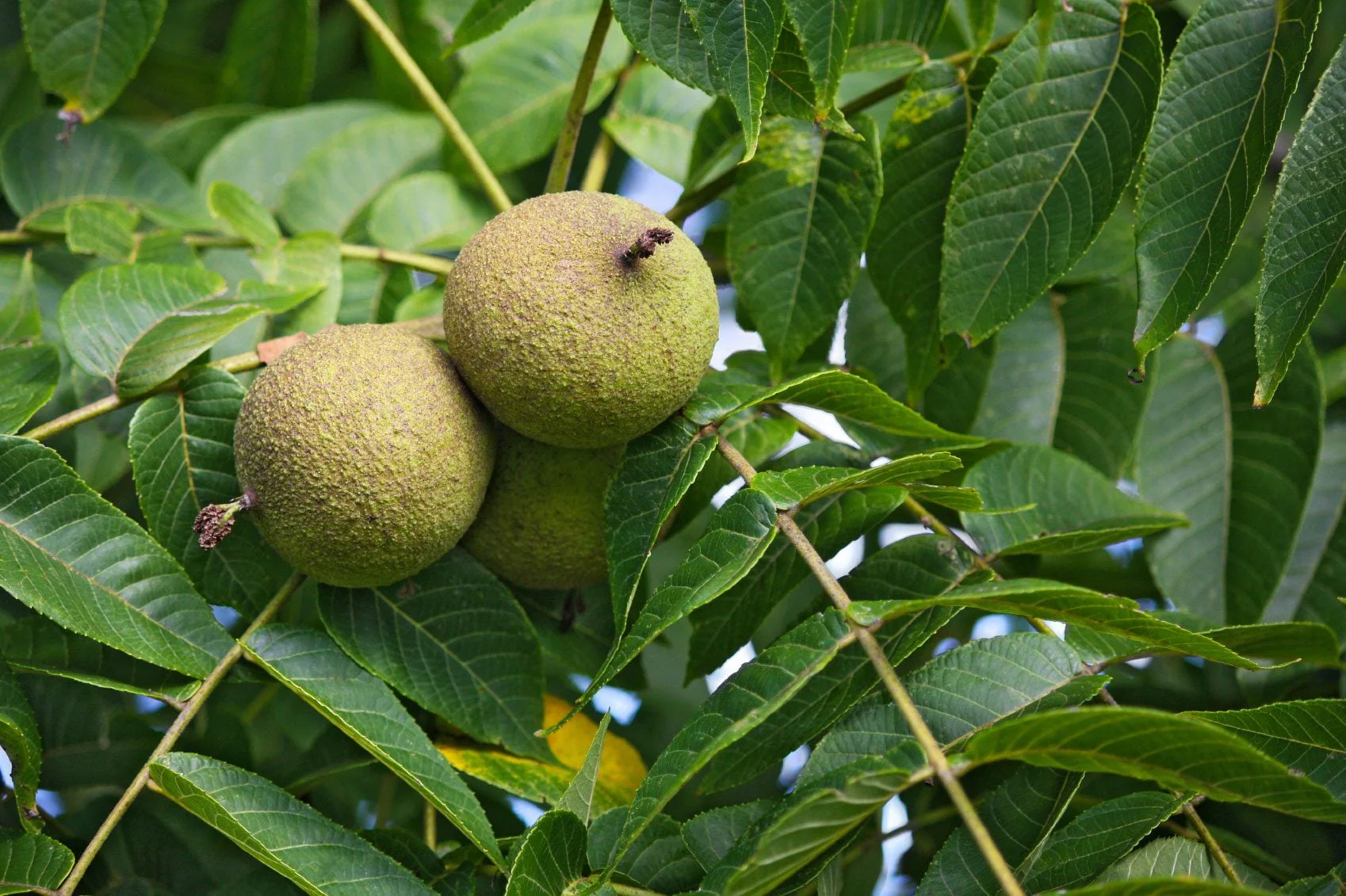 Black Walnut Tree (Juglans nigra) – Seeds - Image 4