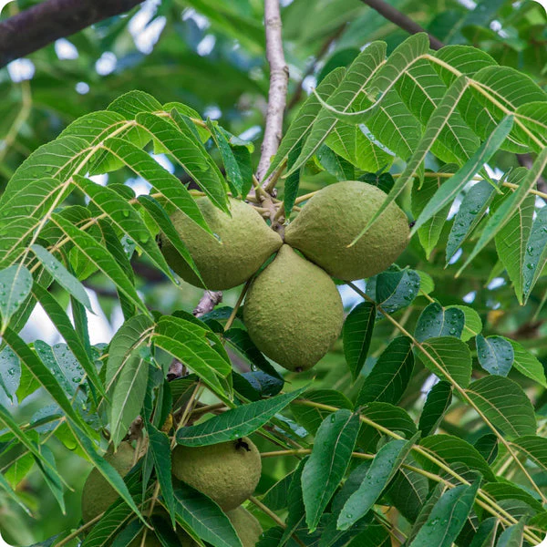 Black Walnut Tree (Juglans nigra) – Seeds - Image 5