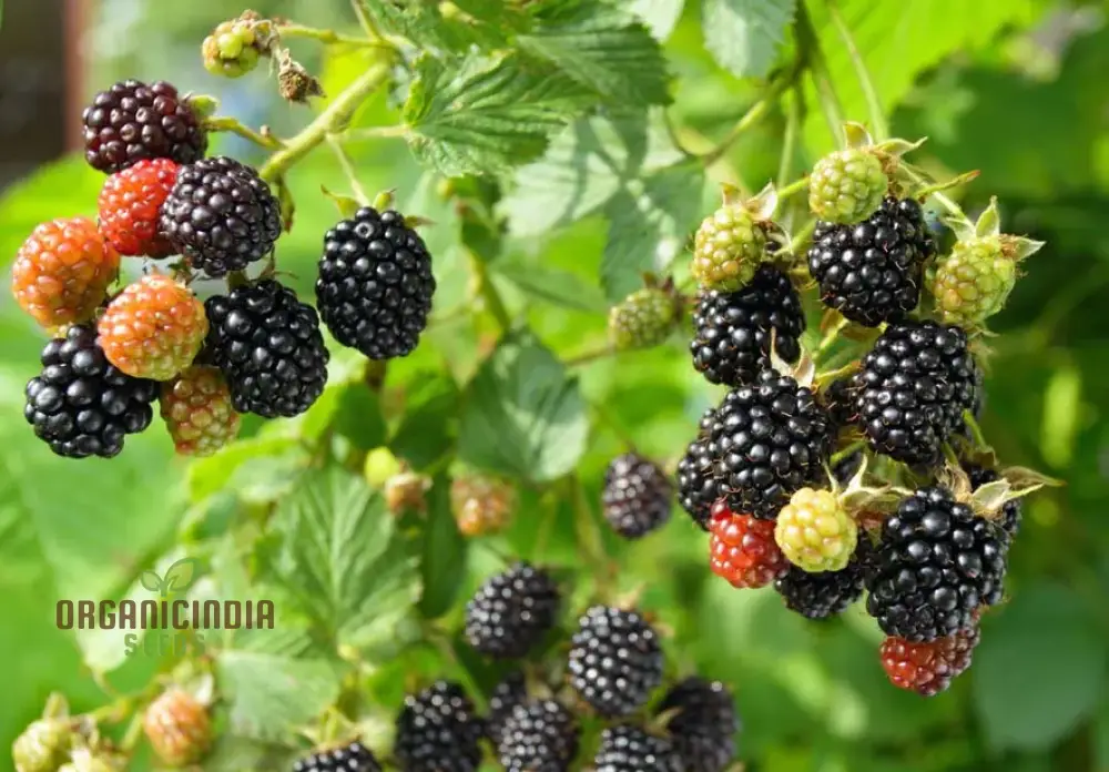 BLACKBERRY BRAMBLE Fruit Seeds for Planting,Buy Seeds Online - Image 3