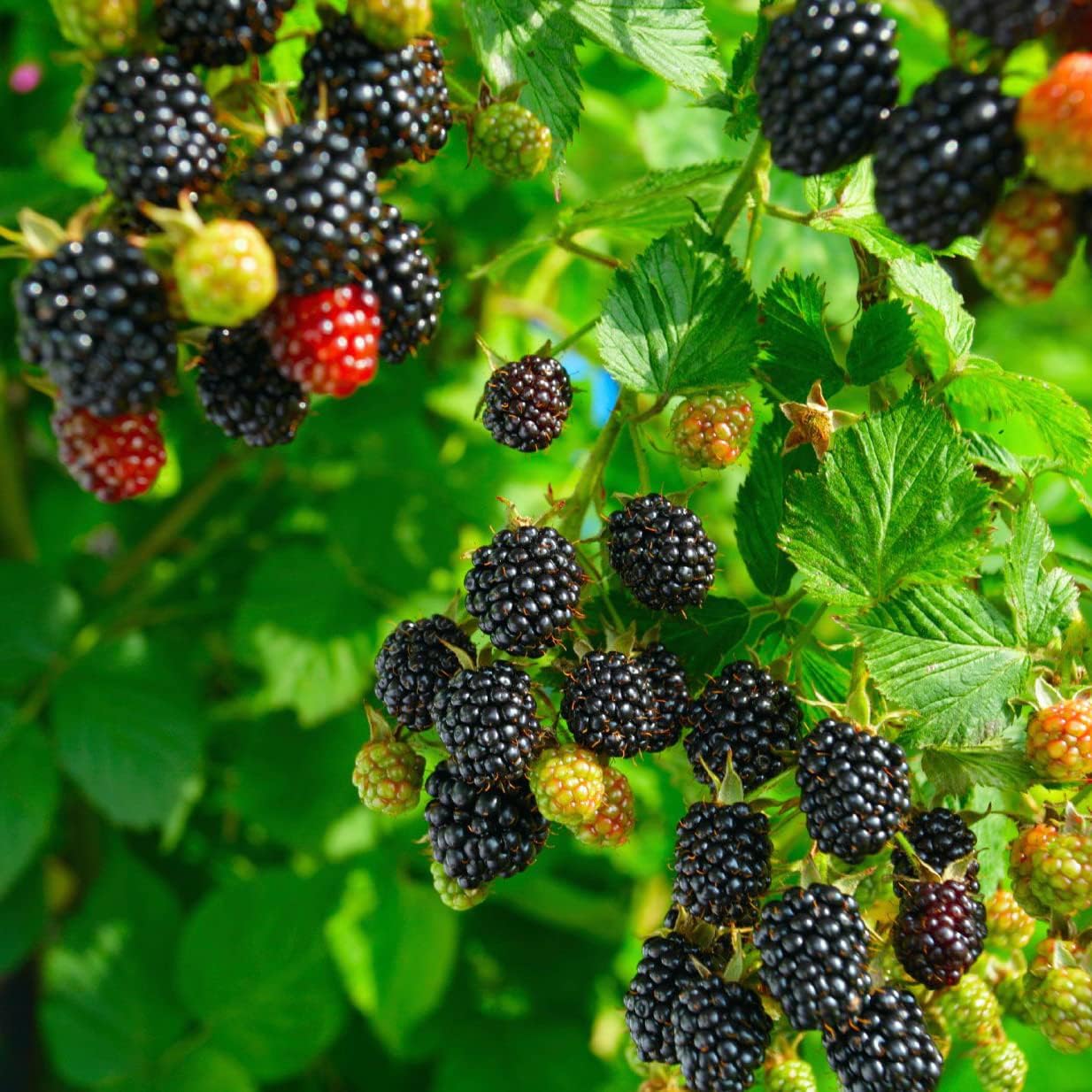 Blackberry Fruit Seeds