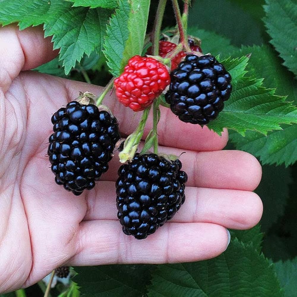 Blackberry Fruit Seeds - Image 3