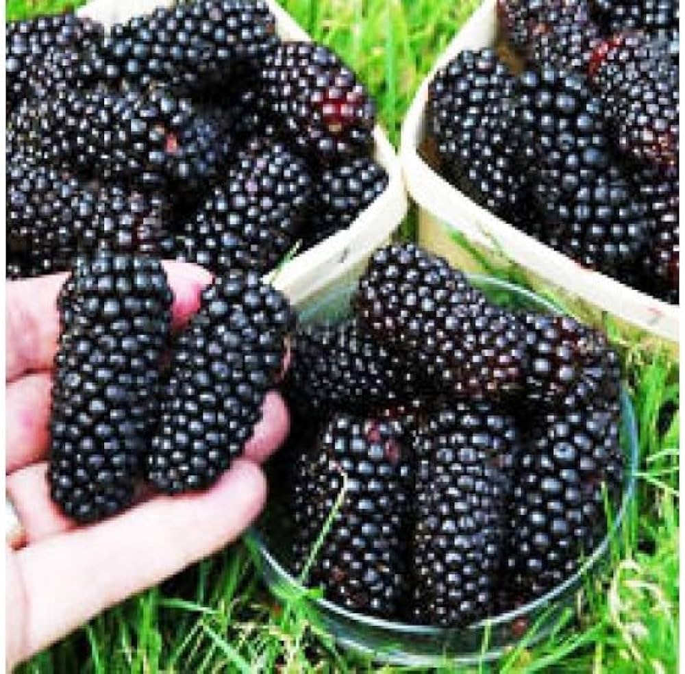 Blackberry Fruit Seeds - Image 5