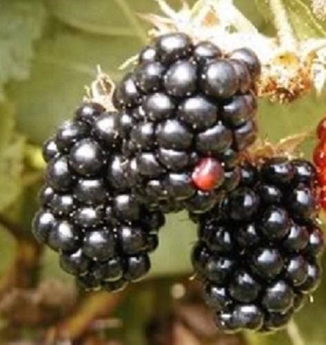 Blackberry Fruit Seeds - Image 6