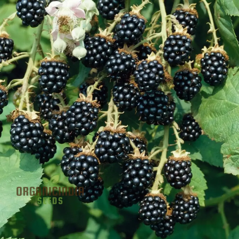 Blackberry Fruit Plant Seeds - Grow Your Own Bounty of Juicy Berries - Image 3