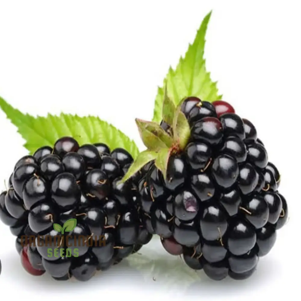 Blackberry Fruit Plant Seeds - Grow Your Own Bounty of Juicy Berries - Image 4