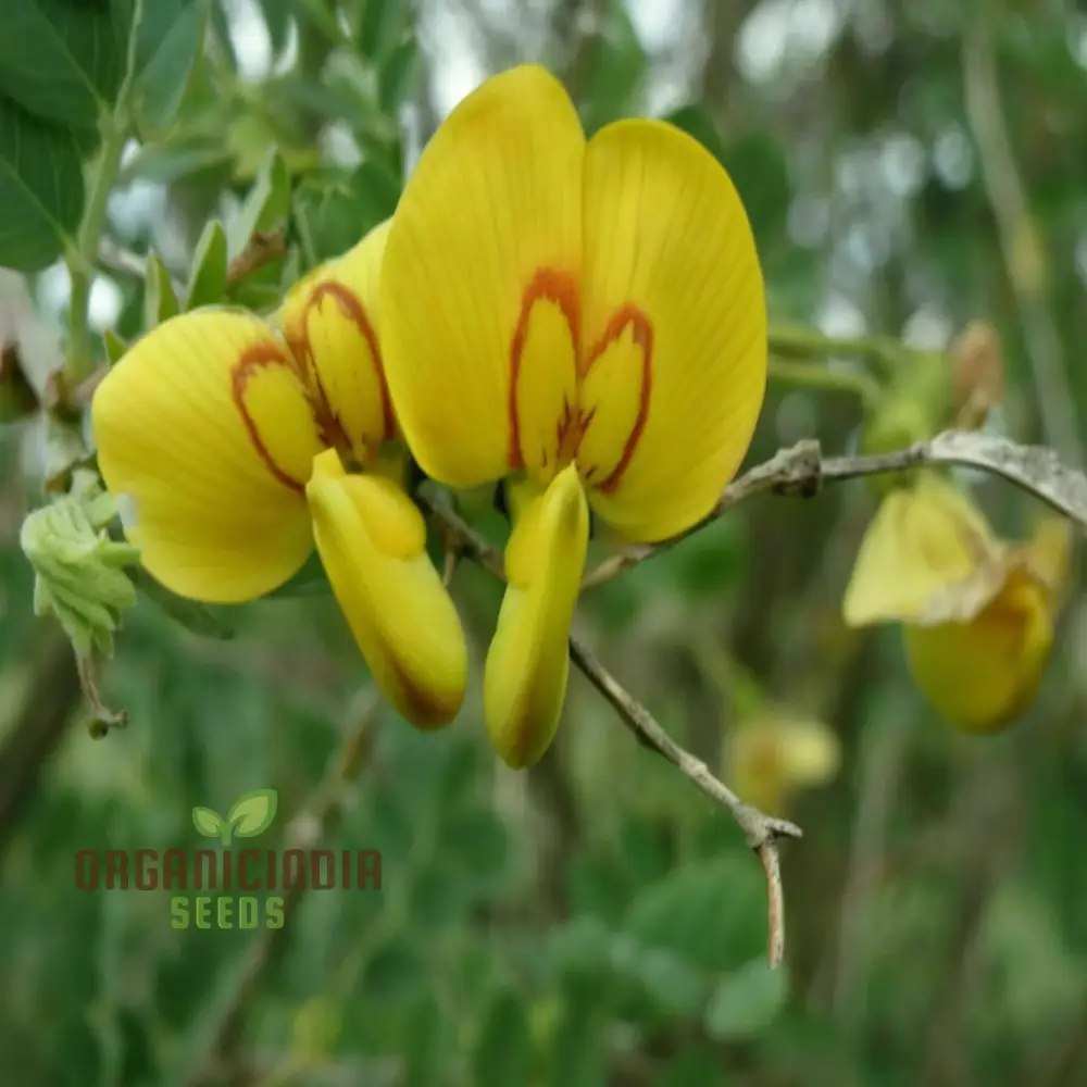 Bladder Senna Flower Seeds – Unique Hardy Blooms for Ornamental Garden Planting