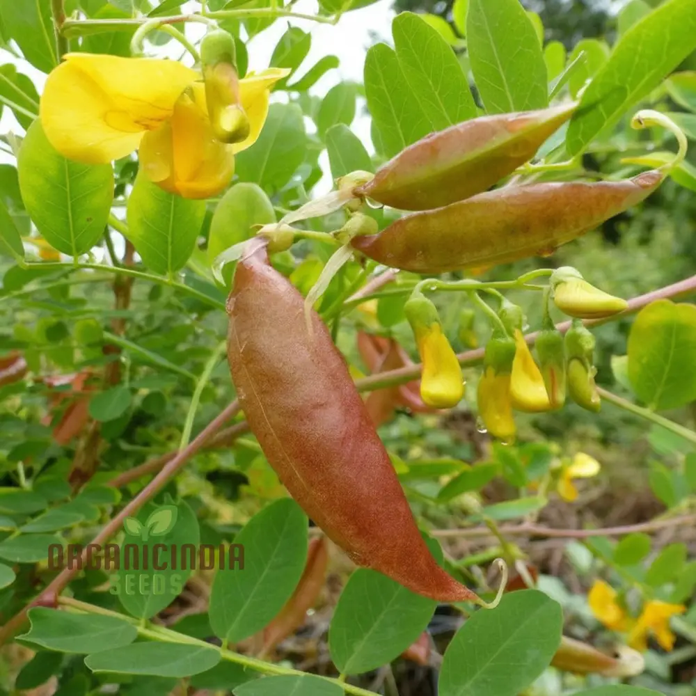 Bladder Senna Flower Seeds – Unique Hardy Blooms for Ornamental Garden Planting - Image 3
