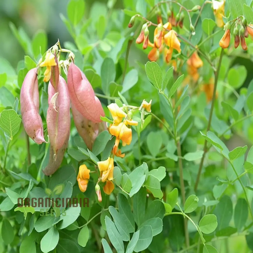 Bladder Senna Flower Seeds – Unique Hardy Blooms for Ornamental Garden Planting - Image 4