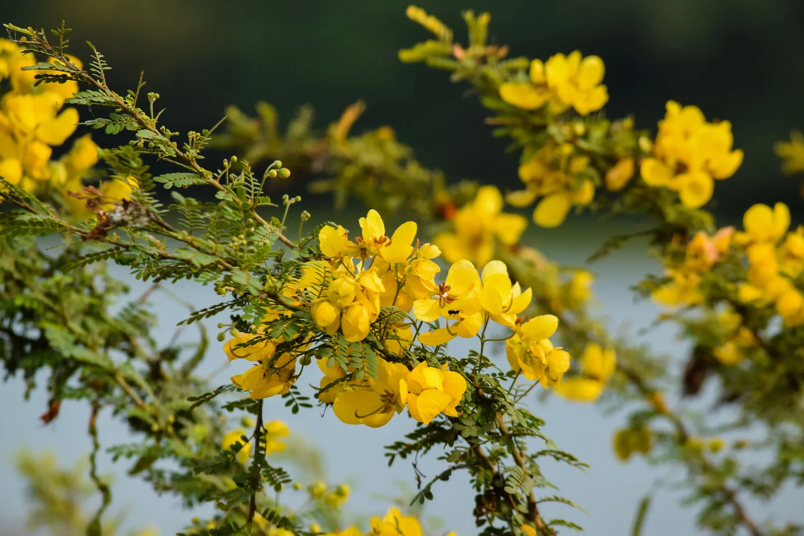 Bladder Senna Flower Seeds – Unique Hardy Blooms for Ornamental Garden Planting - Image 5