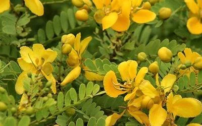 Bladder Senna Flower Seeds – Unique Hardy Blooms for Ornamental Garden Planting - Image 6