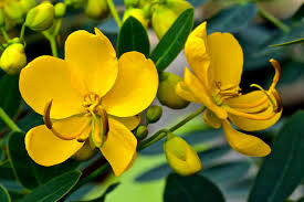 Bladder Senna Flower Seeds – Unique Hardy Blooms for Ornamental Garden Planting - Image 7