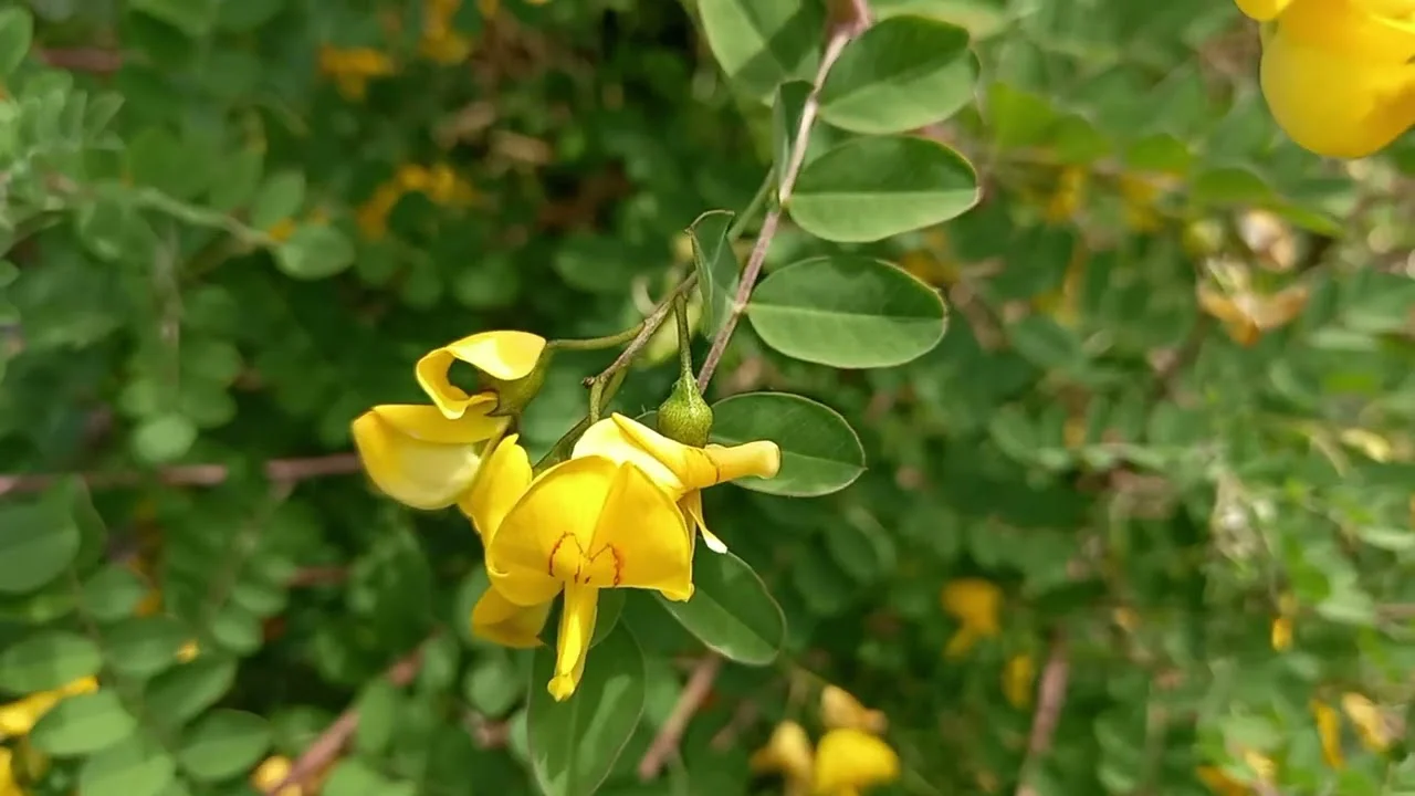 Bladder Senna Flower Seeds – Unique Hardy Blooms for Ornamental Garden Planting - Image 8