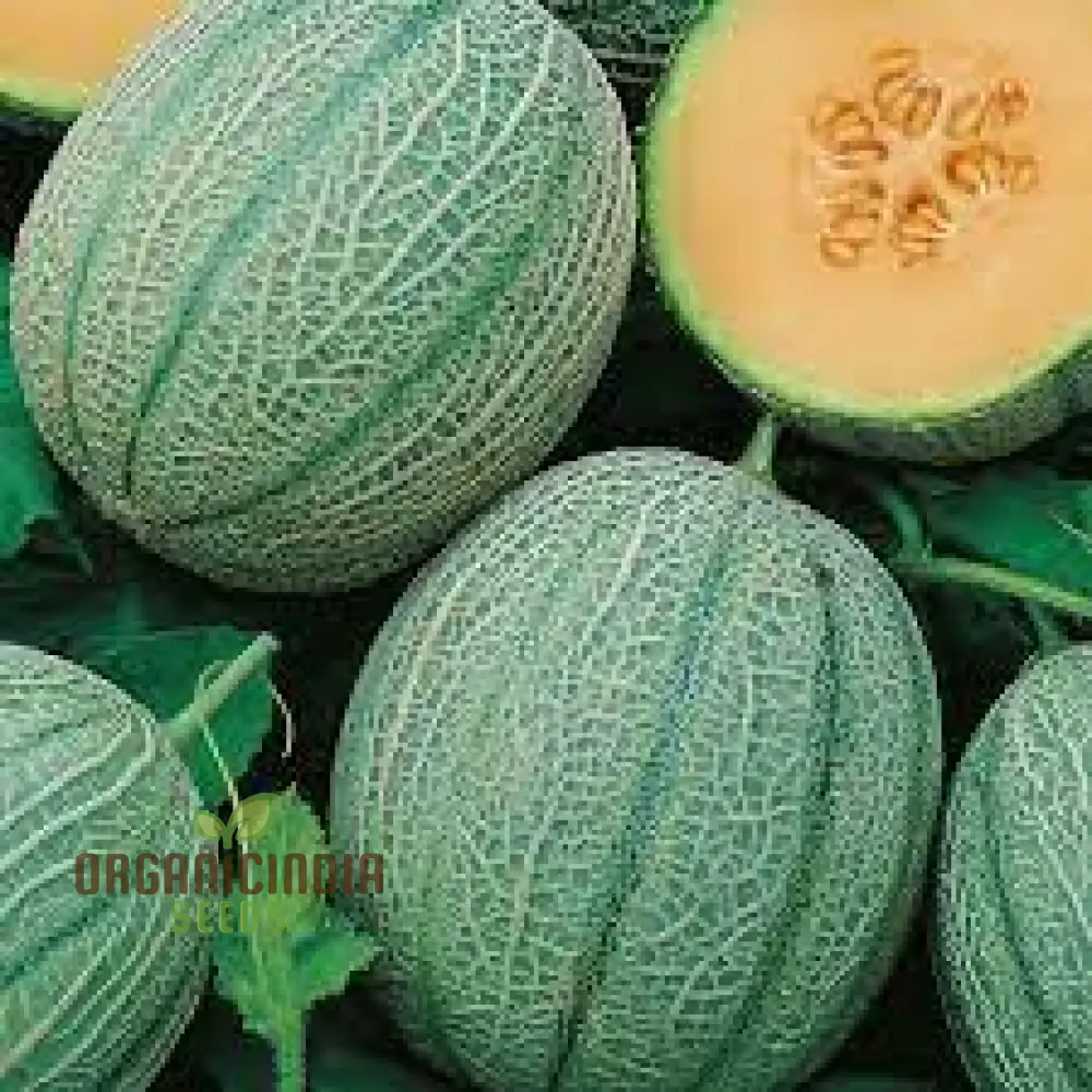 Blenehim Orange Melon Seeds - Sweet and Juicy Heirloom Variety for Your Garden